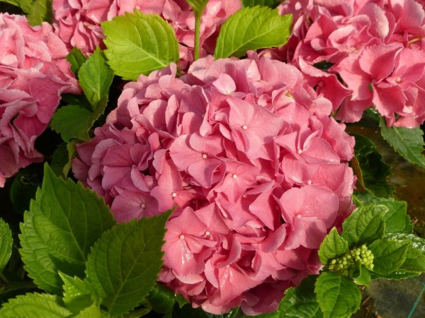 Hortensie - Bauernhortensie - Hydrangea macrophylla Bella Rosa 