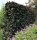 Blutbuche - Fagus sylvatica purpurea 80-120 cm, 3 jährig verschulter Sämling, wurzelnackt