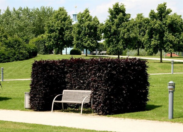 Blutbuche - Fagus sylvatica purpurea 175-200 cm, verpflanzter Heister ab 6 cm Umfang, mit Ballen