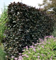 Blutbuche - Fagus sylvatica purpurea 175-200 cm, verpflanzter Heister ab 6 cm Umfang, mit Ballen