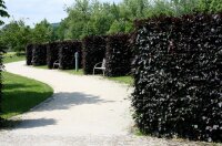 Blutbuche - Fagus sylvatica purpurea 175-200 cm, verpflanzter Heister ab 6 cm Umfang, mit Ballen