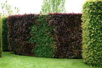 Blutbuche - Fagus sylvatica purpurea 175-200 cm, verpflanzter Heister ab 6 cm Umfang, mit Ballen