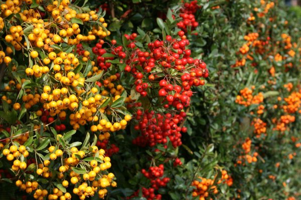  Feuerdornhecke -  rot, gelb, orange- Pyracantha coccinea