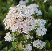 Feuerdornhecke mit roten, gelben, orangen Beeren -...