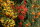 Feuerdornhecke -  rot, gelb, orange- Pyracantha coccinea 4 laufende Meter - 12 Pflanzen 60-80 cm Container