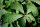 Strauchkastanie - Aesculus parviflora Kastanie  