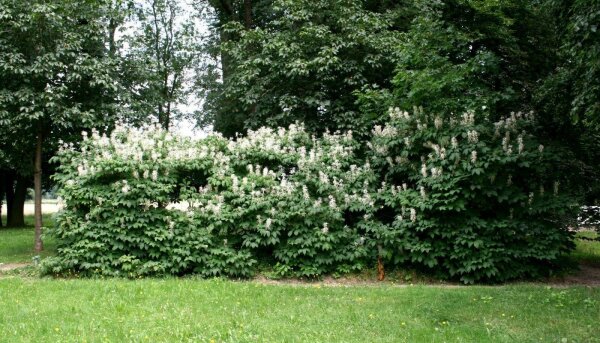 Strauchkastanie - Aesculus parviflora Kastanie   60-80 cm im Container