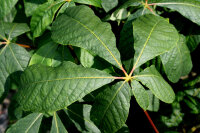 Strauchkastanie - Aesculus parviflora Kastanie   60-80 cm im Container