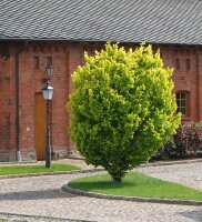 Ulmus carpinifolia Wredei - Goldulme 80-100 cm Im Container