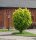 Goldulme Ulmus minor Wredei 80-100 cm im 7,5-Liter Container