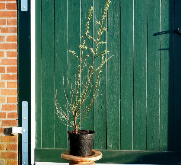Sanddorn (männlich) - Hipphophae rhamnoides Pollmix  60-100 cm, Strauch  im 3 Liter Container