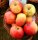 Apfelbaum Alkmene - Malus domestica, Buschbaum, ca. 150 cm, im 10-Liter Container