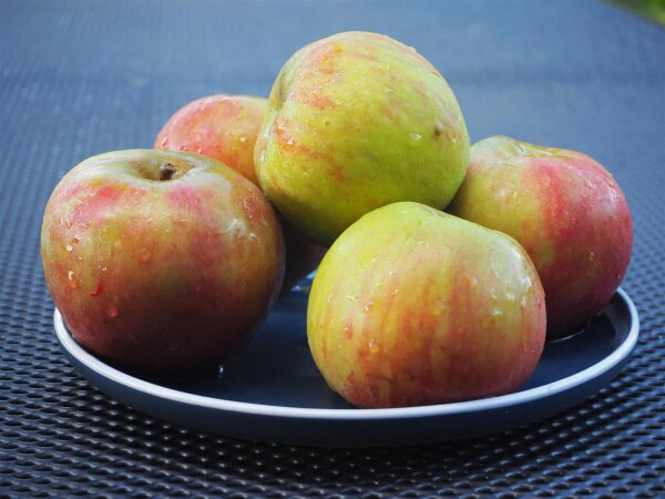 Apfelbaum Holsteiner Cox - Malus domestica, Halbstamm, ca. 170 cm, im 10 Liter Container