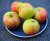 Apfelbaum Holsteiner Cox - Malus domestica, Halbstamm, ca. 170 cm, im 10 Liter Container