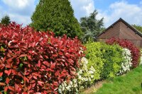 Immergrüne Glanzmispel - Photinia fraseri Red Robin...