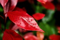 Immergrüne Glanzmispel - Photinia fraseri Red Robin 60-80 cm, im 5-Liter Container