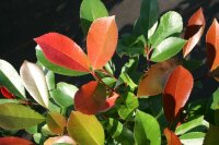 Immergrüne Glanzmispel - Photinia fraseri Red Robin 60-80 cm, im 5-Liter Container