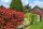 Immergrüne Glanzmispel - Photinia fraseri Red Robin 60-80 cm, im 5-Liter Container