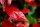 Immergrüne Glanzmispel - Photinia fraseri Red Robin 60-80 cm, im 5-Liter Container