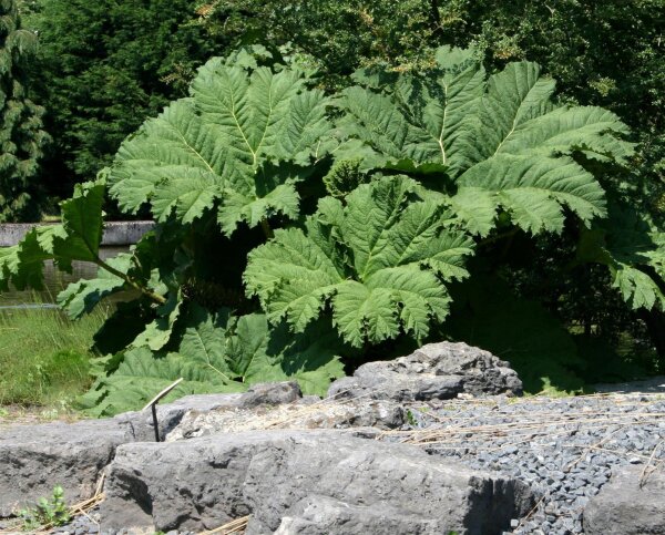 Mammutblatt Gunnera manicata Staude im 3 Liter Container