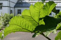 Mammutblatt Gunnera manicata Staude im 3 Liter Container