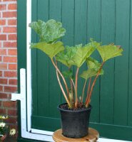 Mammutblatt Gunnera manicata Staude im 3 Liter Container