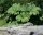 Mammutblatt Gunnera manicata Staude im 3 Liter Container