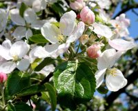 Apfelbaum Kaiser Wilhelm - Malus domestica