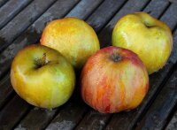 Apfelbaum Boskoop Malus domestica Halbstamm, ca. 170 cm, im 10-Liter Container