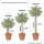Apfelbaum Boskoop Malus domestica Halbstamm, ca. 170 cm, im 10-Liter Container
