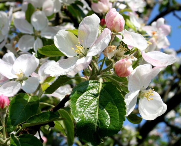 Apfelbaum Grahams Jubiläumsapfel - Malus domestica Halbstamm, ca. 170 cm, im 10 Liter Container