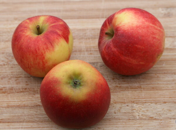 Apfelbaum Elstar - Malus domestica Halbstamm, ca. 170 cm, im 10-Liter Container