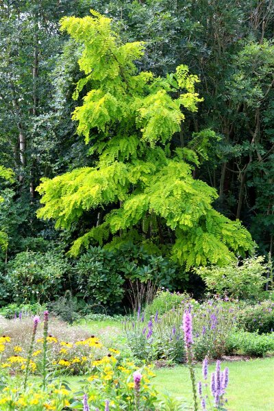 Robinie Frisia Robinia pseudoacacia 150-200 cm, Heister im 7,5-Liter Container