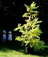 Robinie Frisia Robinia pseudoacacia 150-200 cm, Heister im 7,5-Liter Container