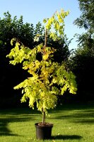 Robinie Frisia Robinia pseudoacacia 150-200 cm, Heister im 7,5-Liter Container