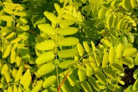Robinie Frisia Robinia pseudoacacia 200-250 cm, Heister im 20 Liter Container