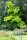 Robinie Frisia Robinia pseudoacacia 200-250 cm, Heister im 20 Liter Container