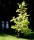 Robinie Frisia Robinia pseudoacacia 200-250 cm, Heister im 20 Liter Container