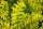 Robinie Frisia Robinia pseudoacacia 200-250 cm, Heister im 20 Liter Container