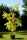 Robinie Frisia Robinia pseudoacacia 200-250 cm, Heister im 20 Liter Container