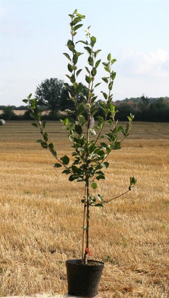 Apfelbaum Roter James Grieve - Malus domestica