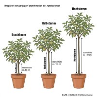 Apfelbaum Roter James Grieve - Malus domestica
