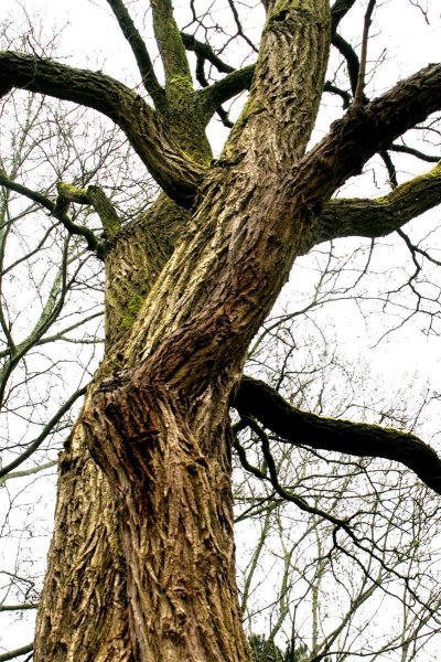 Korkenzieher-Akazie - Korkenzieher-Robinie - Robinia pseudoacacia Tortuosa