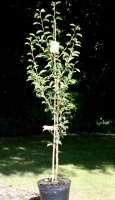 Birne Williams Christbirne - Pyrus com. Williams...