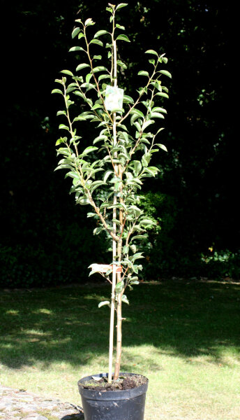 Birne Williams Christbirne - Pyrus com. Williams Christbirne Halbstamm, ca. 170 cm, im 10 Liter Container