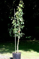 Birne Conferencebirne - Pyrus com. Conferencebirne...