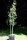 Birne Conferencebirne - Pyrus com. Conferencebirne Buschbaum, ca. 150 cm, wurzelnackt