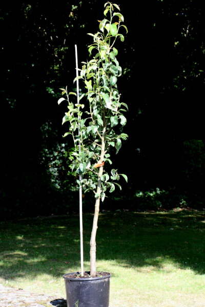 Birne Conferencebirne - Pyrus com. Conferencebirne Halbstamm, ca. 170 cm, im 10 Liter Container