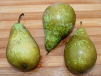Birne Conferencebirne - Pyrus com. Conferencebirne Halbstamm, ca. 170 cm, im 10 Liter Container