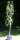 Birne Clapps Liebling - Pyrus com. Clapps Liebling Halbstamm, ca. 170 cm, wurzelnackt